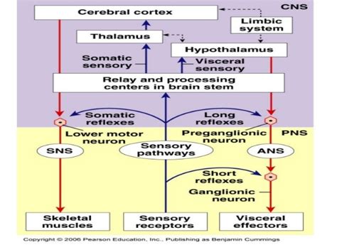 autonomic response testing theory